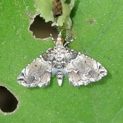 Sufetula diminutalis