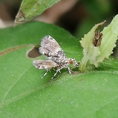 Sufetula diminutalis