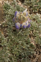 Lupinus breweri bryoides