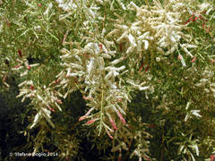 Tamarix tetragyna