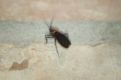 Rhiginia cinctiventris