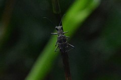 Hipparidium interruptum