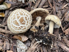 Agrocybe putaminum