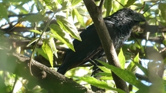Crotophaga sulcirostris