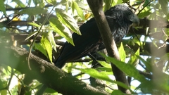 Crotophaga sulcirostris