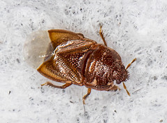 Amnestus pusillus