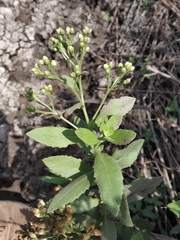 Pluchea tomentosa