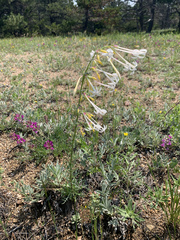 Ipomopsis aggregata candida