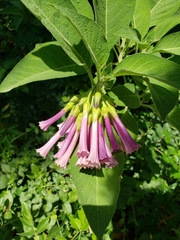 Iochroma