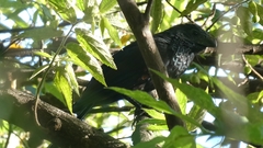 Crotophaga sulcirostris