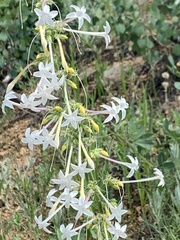 Ipomopsis aggregata candida