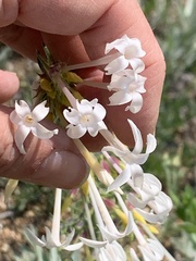 Ipomopsis aggregata candida