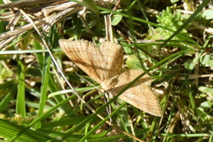 Idaea rufaria