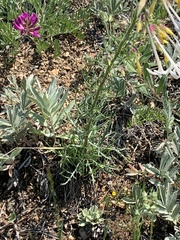 Ipomopsis aggregata candida