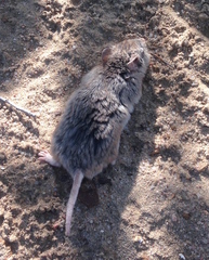 Onychomys leucogaster