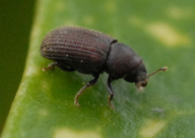 Hylurgops glabratus
