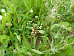 Toxomerus marginatus