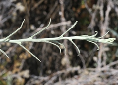 Pseudognaphalium thermale