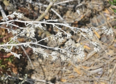 Pseudognaphalium thermale