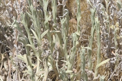 Pseudognaphalium thermale