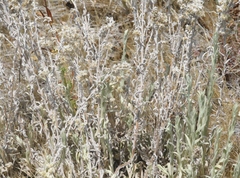 Pseudognaphalium thermale