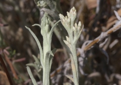 Pseudognaphalium thermale