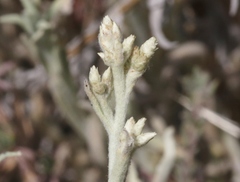 Pseudognaphalium thermale