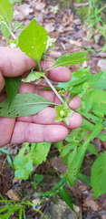Jaltomata procumbens