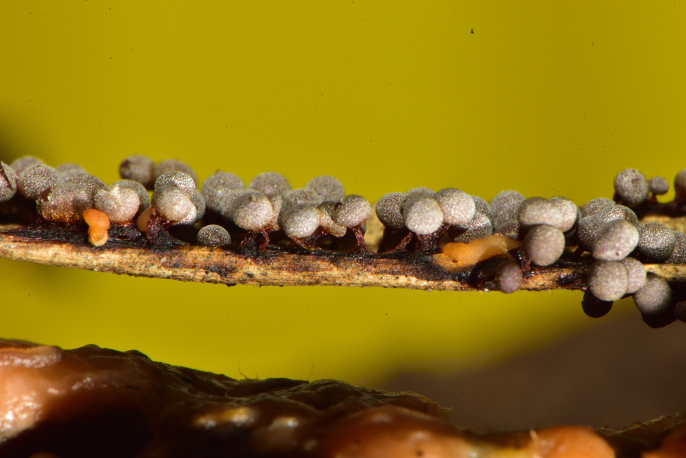 Badhamia macrospora