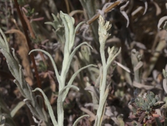 Pseudognaphalium thermale