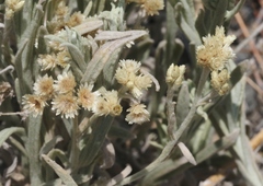 Pseudognaphalium thermale