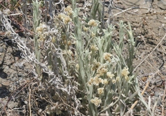 Pseudognaphalium thermale