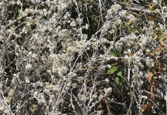 Pseudognaphalium thermale