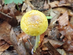 Amanita levistriata