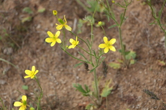 Ranunculus oxyspermus