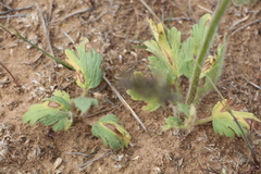 Ranunculus oxyspermus