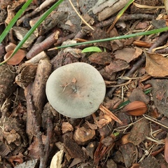 Russula modesta