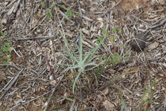 Ceratocarpus arenarius