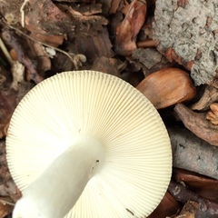 Russula modesta