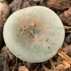Russula modesta