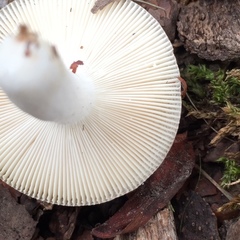 Russula modesta