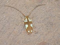 Prosopocera lactator