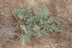 Prangos odontalgica