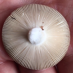 Russula modesta