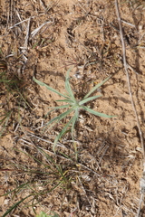 Ceratocarpus arenarius