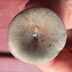 Russula modesta