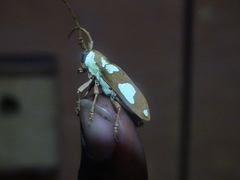 Prosopocera lactator