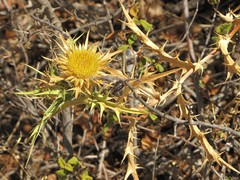 Carlina graeca