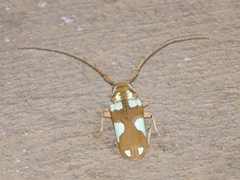 Prosopocera lactator