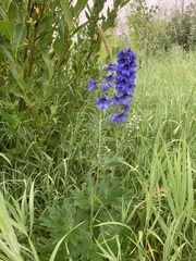 Delphinium cultorum